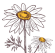 Alt image